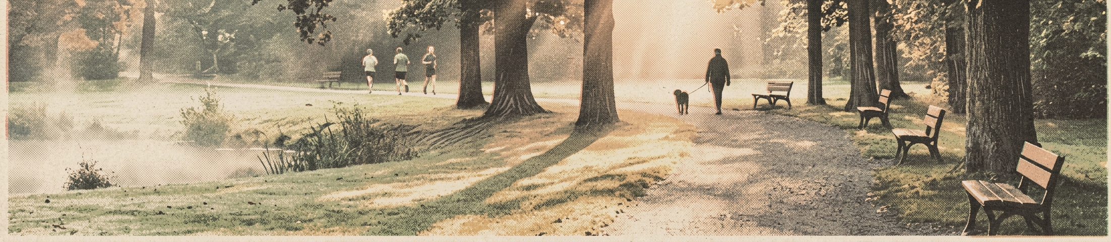 Morning light through trees on a peaceful path